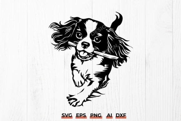 Cavalier King Charles Spaniel Running