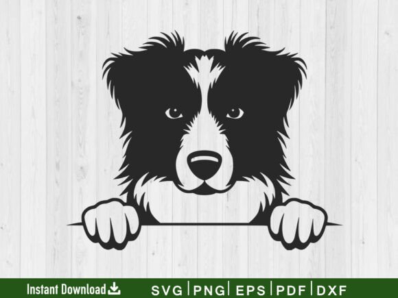 Peeking Australian Shepherd, Dog Face